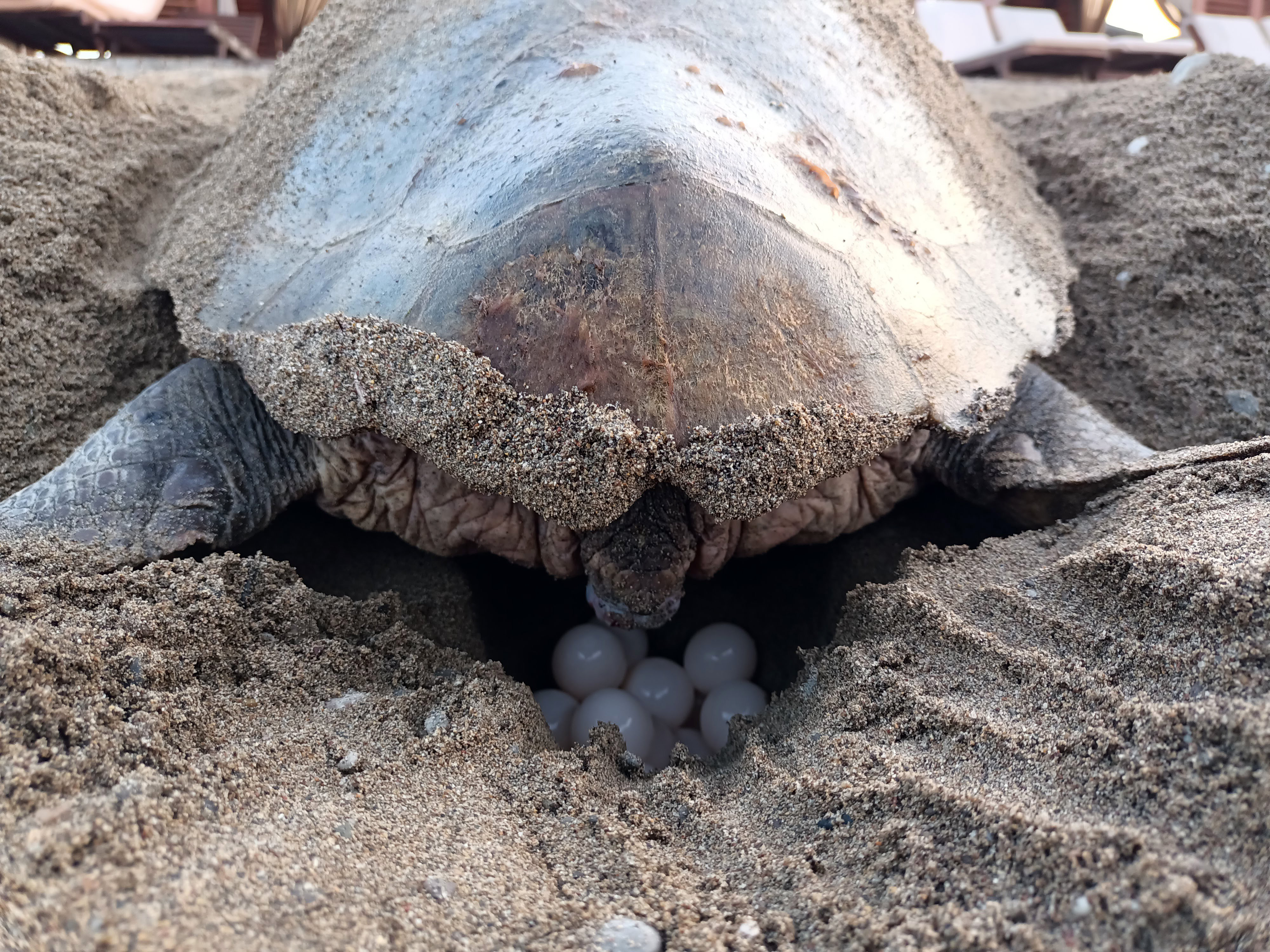 Caretta carettalardan ilk yuva