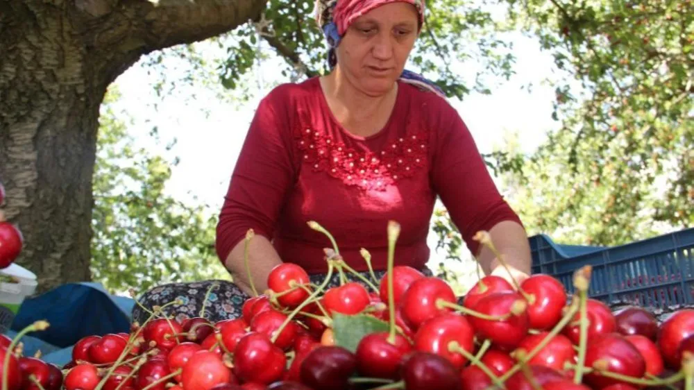 Don En Çok Kirazı Etkiledi