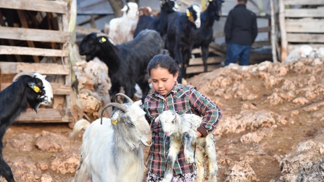 HAYVANLAR İÇİN 1200 DEKARA GÜBRE