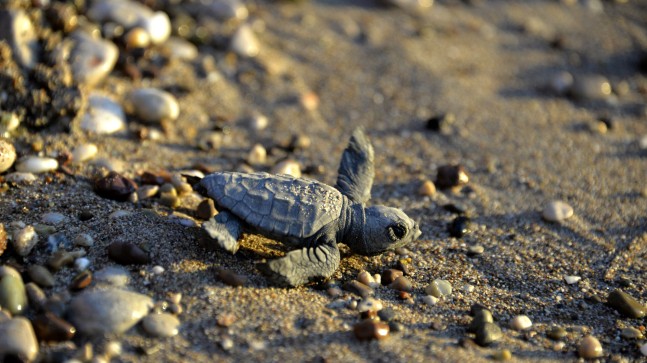 Yavru caretta caretta mevsimi