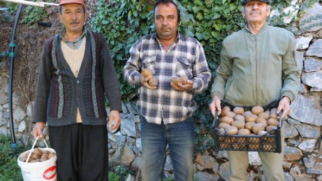 Akdeniz kivisinin tadı Karadeniz’den farklı