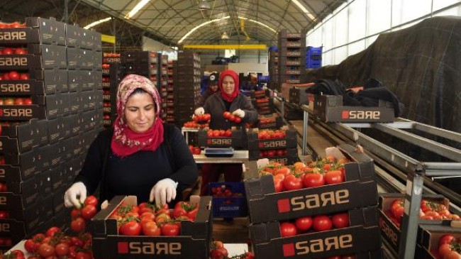 Antalya topraksız örtü altı tarımda da zirvede