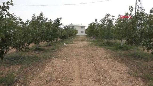 Antalya’nın kurak ve atıl arazileri, Antep fıstığıyla hayata döndü