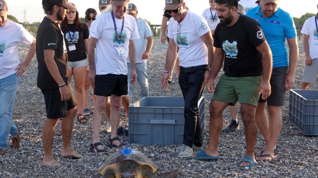 ANTALYA MANAVGAT Uydu izleme cihazı takılan kaplumbağalar, denize bırakıldı