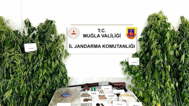 Muğla’da evinde esrar ve hintkenevirleriyle yakalandı