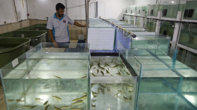 Nesli tehlike altındaki 3 balık türü, Antalya’da üretildi